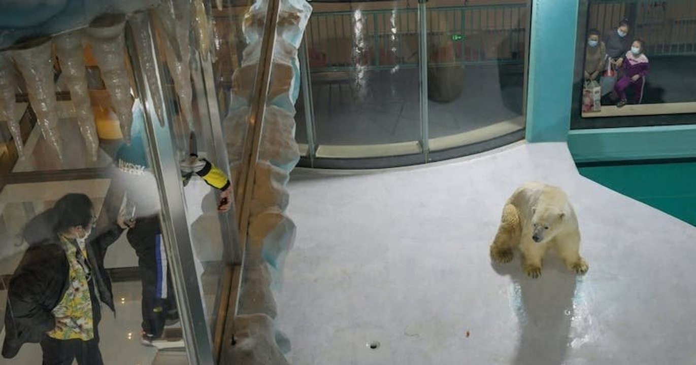 Un hôtel chinois exhibe des ours polaires pour divertir ses clients et provoque la colère de l'association Peta