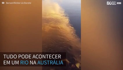 Tubarão surpreende e aparece num rio na Austrália