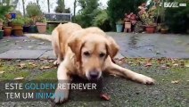 A épica batalha entre um cão e um jato de água