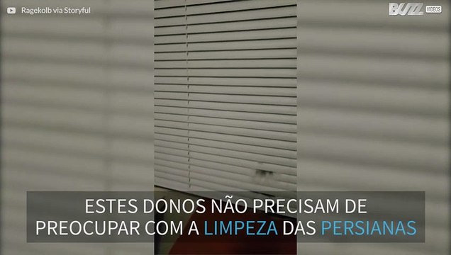 Quando se tem um gato destes não é preciso espanador