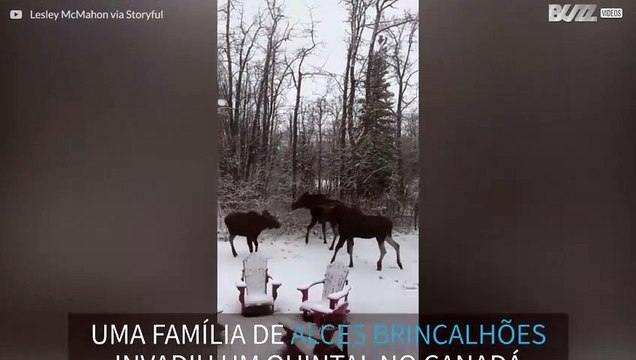 Família de alces se diverte em quintal no Canadá