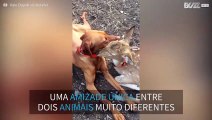 Uma amizade improvável entre um cão e um veado