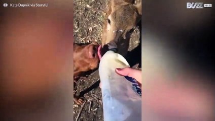 Cão e cervo partilham biberão e provam ser bons amigos