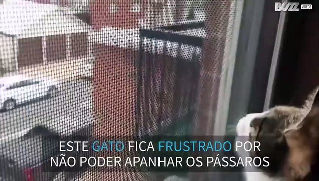 Gato faz barulhos estranhos quando vê pássaros