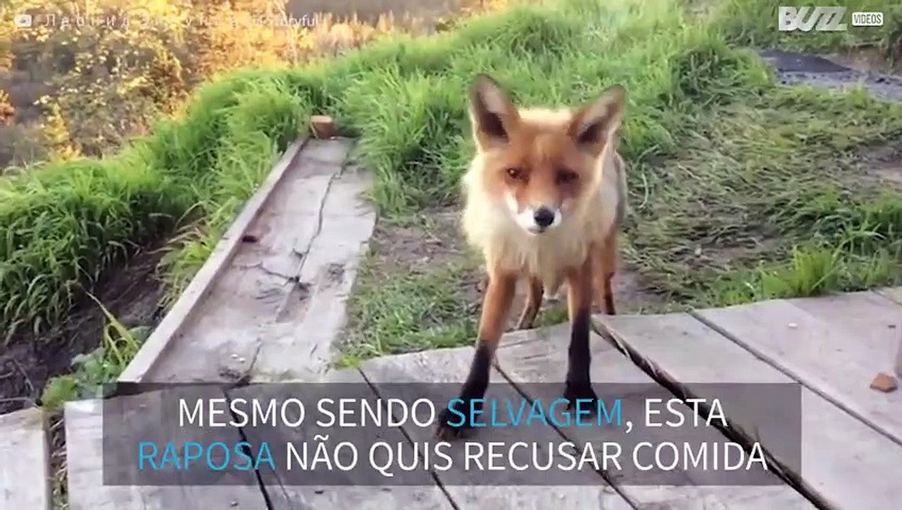 Raposa selvagem visita turistas para comer