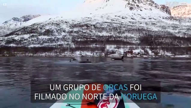 Paddleboarder aproxima-se de grupo de orcas na Noruega!
