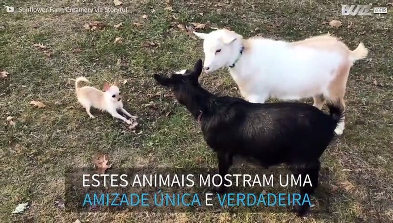 Uma amizade improvável, duas cabras e uma chihuahua