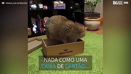 Gatinho adorável aconchega-se na sua nova caixa