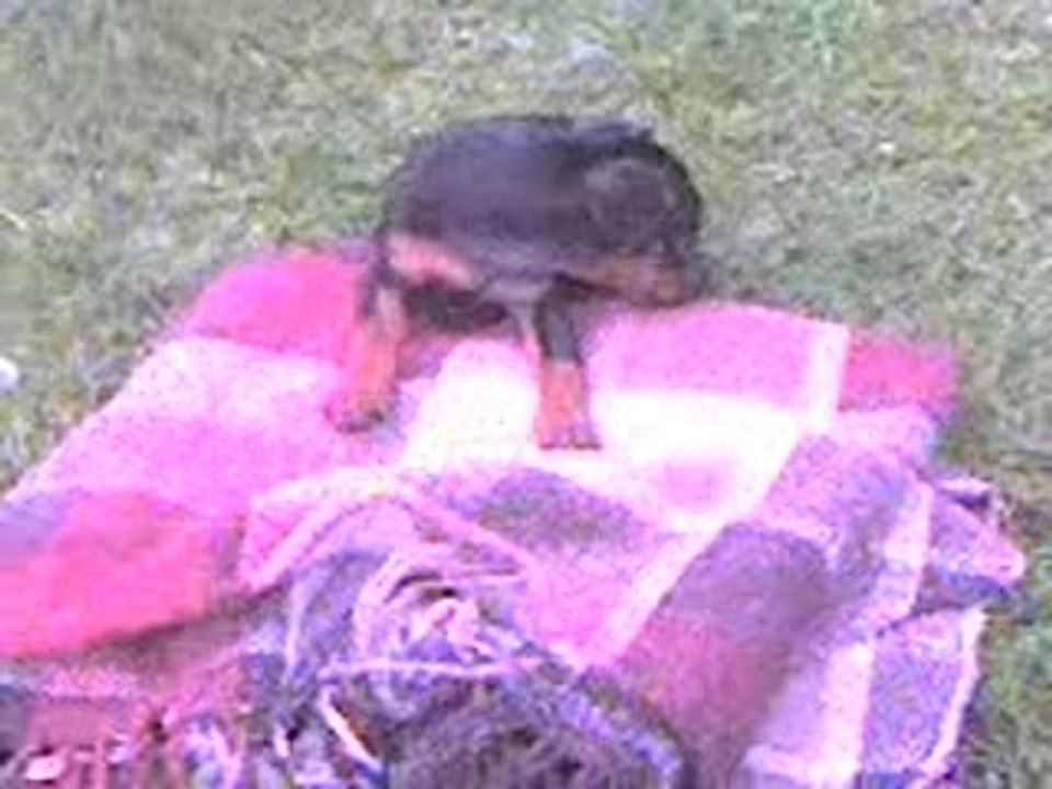 Bosco couette