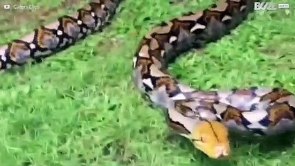 Uma aventura no mundo fantástico das cobras