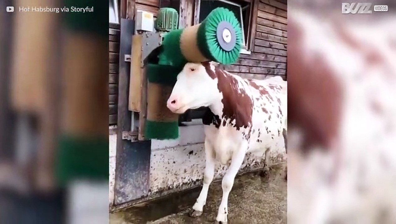 Vaca adora escovar o pelo