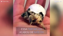 Tartaruga recém-nascida não se consegue livrar totalmente do ovo