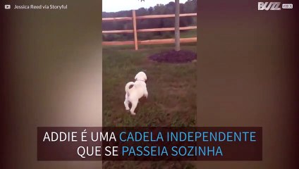 Cadela bebé mostra que sabe passear sozinha