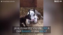 Cãozinho ajuda vaquinha a limpar-se!