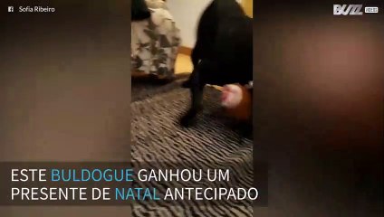 Cão recebe presente de Natal e não aguenta de tanta felicidade