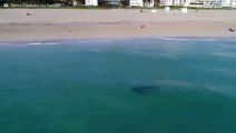 Drone capta tubarão-tigre extremamente perto de banhistas em Miami