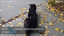 Cão emociona-se ao receber a sua dona na parada de autocarro