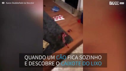 Cão decide investigar o lixo quando os donos estão fora