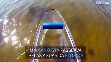 Simpático golfinho cumprimenta canoísta na Flórida
