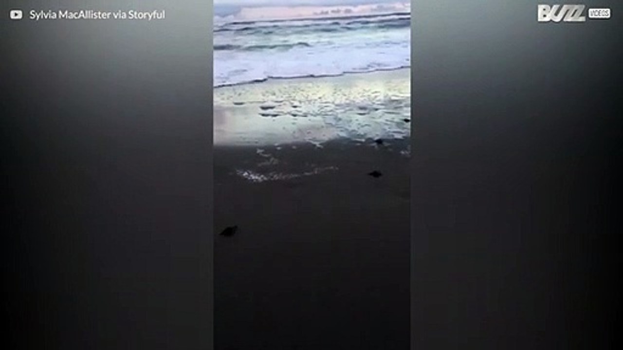 Tartarugas bebé seguem para o mar em praia na Flórida