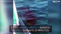 Tubarão de 5 metros assusta as pessoas de um barco