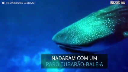 Download Video: Mergulhadores nadam com raro tubarão-baleia