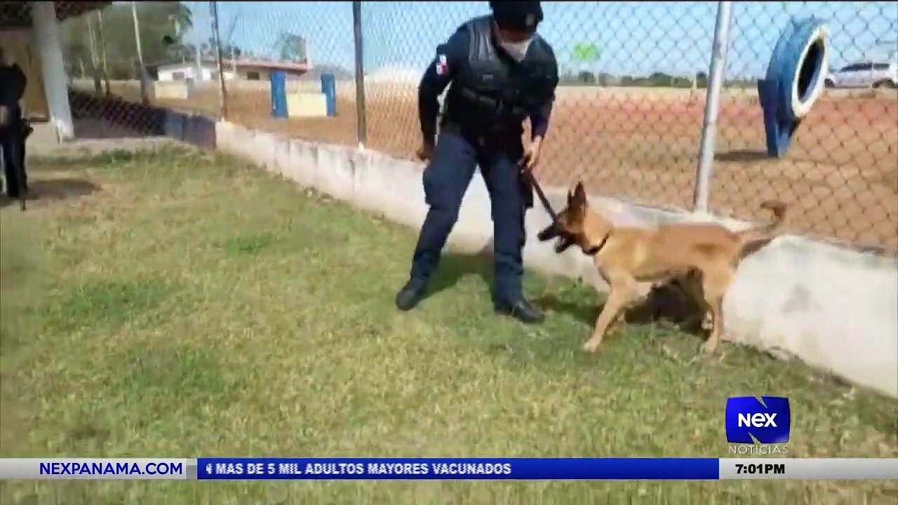 Canes policías retirados son dados en adopción - Nex Noticias