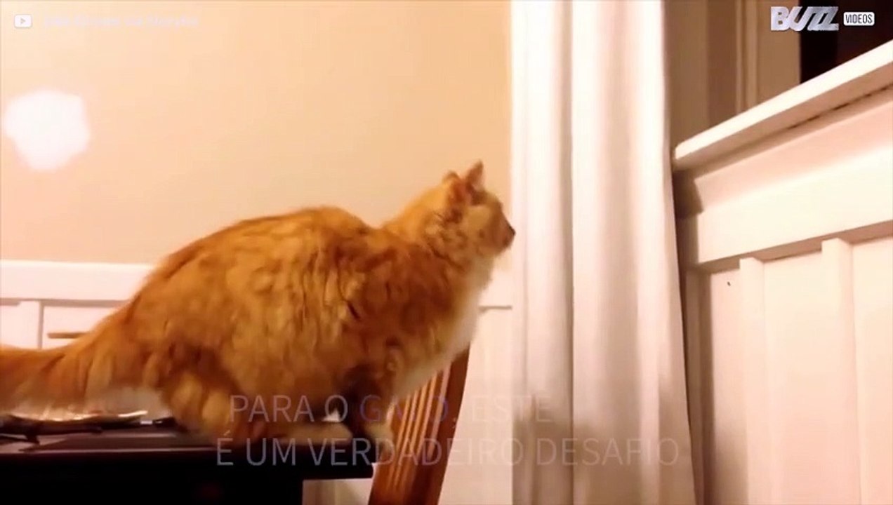 Gato falha salto altamente arriscado!