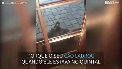 Falcão chateia-se com família por causa do cão