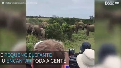 Elefante bebé escorrega ao pé de turistas na África do Sul