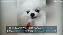 Cão protege guloseima de forma extremamente adorável!