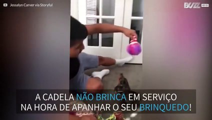 Cadela entusiasma-se em demasia na hora de apanhar brinquedos