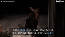 Alce invade alpendre de casa em New Hampshire