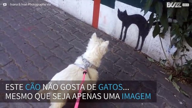 Cão assusta-se com pintura de gato numa parede