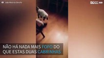 Cabrinhas bebês formam uma amizade muito fofa