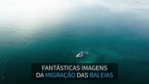 Imagens de drone mostram a migração da Baleias-franca-do-atlântico-norte