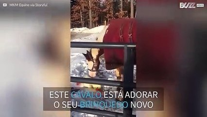 Cavalo diverte-se com brinquedo na neve