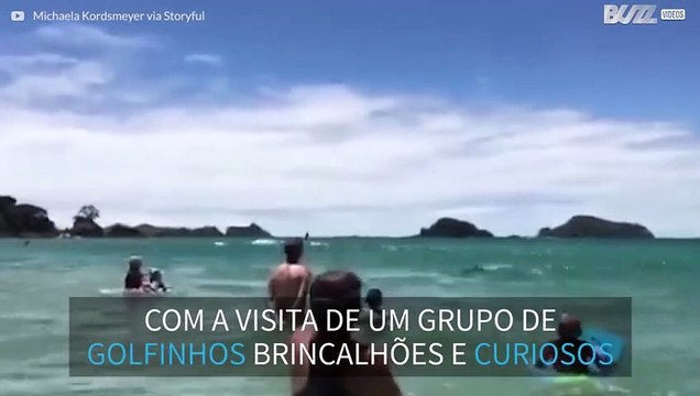 Grupo de golfinhos visita banhistas em praia na Nova Zelândia