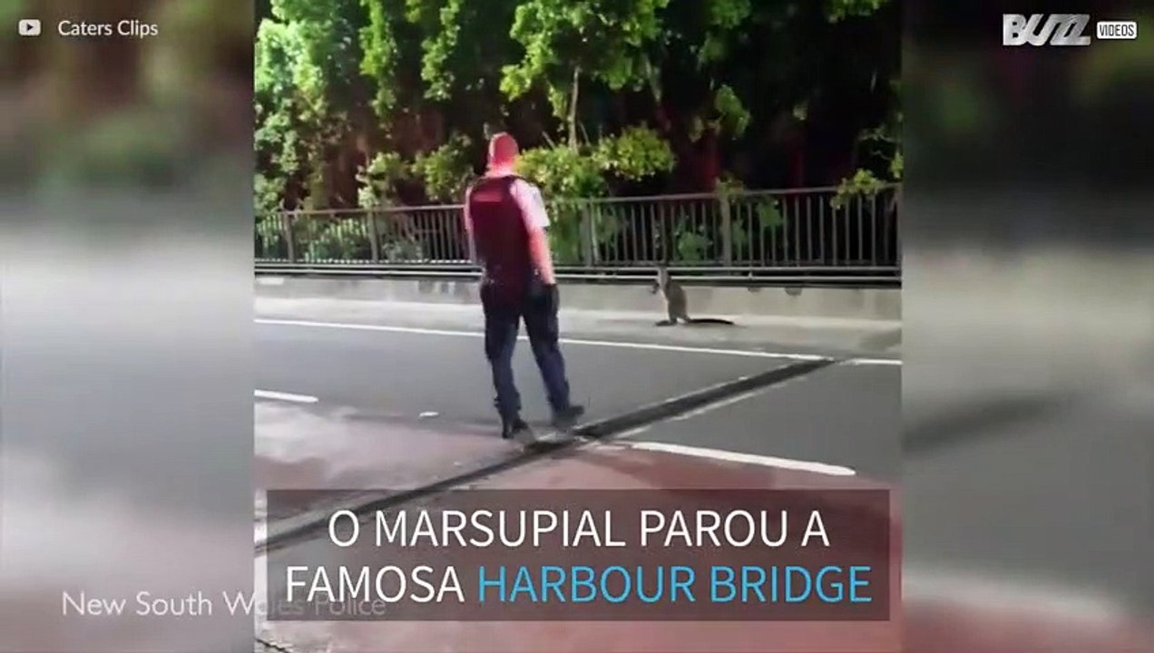 Marsupial interrompe o trânsito na Harbour Bridge em Sidney
