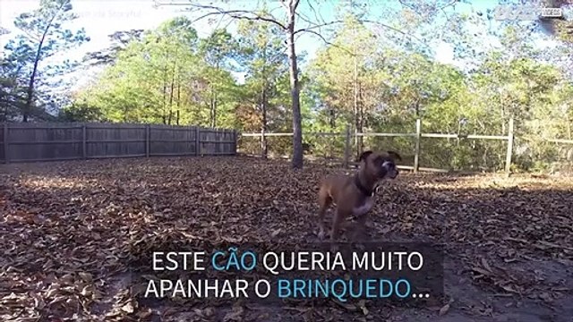 Cão tenta apanhar bola e falha espetacularmente!