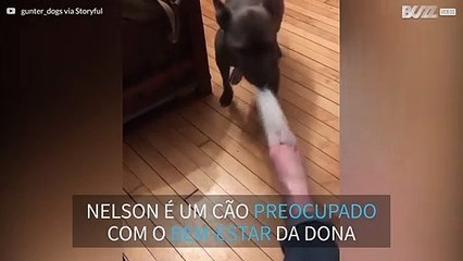 Cão tira as meias da dona após dia intenso de trabalho