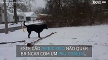 Este labrador não quer ir buscar um pau qualquer