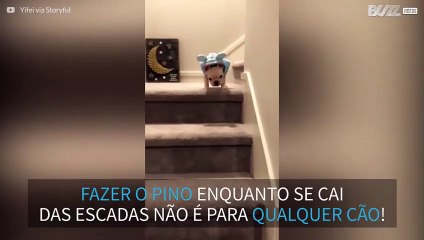 Bebé buldogue francês faz pino enquanto desce escadas