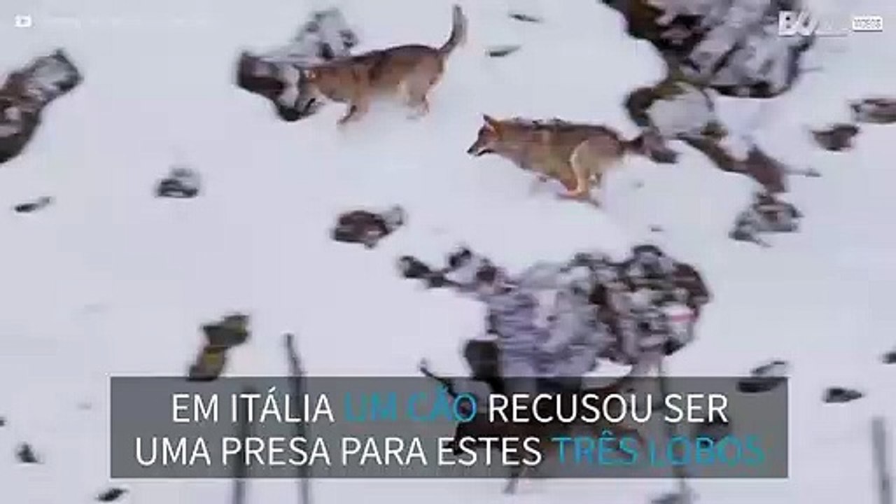 Cão enfrenta três lobos num jogo ameaçador