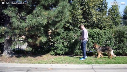 Já pensou no que podemos aprender com os nossos cães?