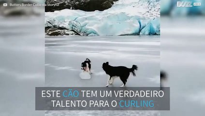 Cão prepara-se para entrar na equipa olímpica de curling