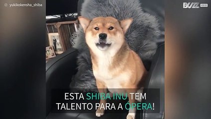 Esta cadela tem tudo para ser "cantora" de ópera!