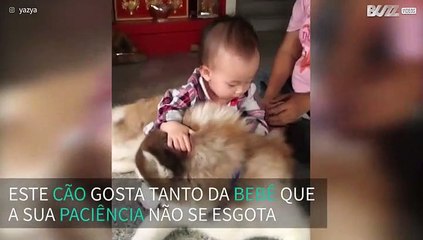 Cão mostra muito amor e paciência por bebé