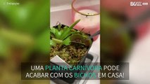 Jovem alimenta planta carnívora com uma aranha