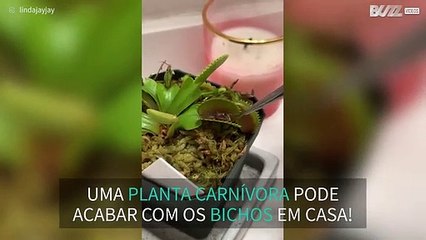 Jovem alimenta planta carnívora com uma aranha